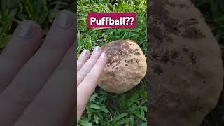 Is this a puffball mushroom [upl. by Rosabelle]