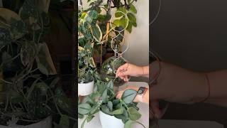 Trellis para plantas trepadoras 🌿🪴 diy trellis diycrafts parati fyp handmade shortvideo 4u [upl. by Gnok]