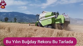 Bu Yılın Buğday Rekoru Bu Tarlada 800kg [upl. by Carlie206]