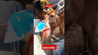 Nilgai ko pilaya pani  Insaniyat jinda he mere donst  shorts trending viralvideo ytshorts [upl. by Adnoyek919]