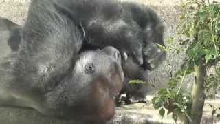 Gentaro playing with his father Momotaro in the Kyoto Municipal Zoo Japan [upl. by Yeslek445]