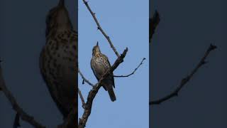 Song Thrush Singing  Canto del Tordo  Drozd pjeva  Singdrossel Gesang  Le Chant de la Grive [upl. by Agon]