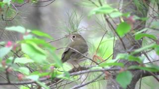 Ovenbird on a perch chipping [upl. by Peugia]