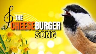 Blackcapped Chickadee Cheeseburger  Fee Bee Song Explained  What Does it Mean [upl. by Namwob419]