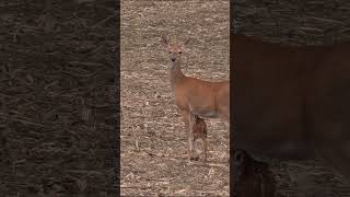 Tiny Fawn Calling for Mama fawn babydeer [upl. by Aronow]