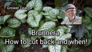 How and When to cut back Brunnera plants for best results [upl. by Donohue895]