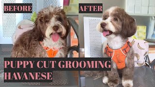 Grooming Coco The Cute Havanese  Puppy Cut Style  Bunny TV [upl. by Coucher909]