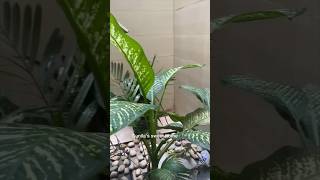 Dieffenbachia propagation easy for everyone homegardening plant shorts [upl. by Nnairol]