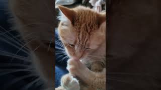 OUCH Listen to the crunch Intense catty pedi cat pedicure cute [upl. by Zoltai4]