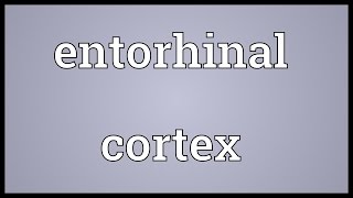 Entorhinal cortex Meaning [upl. by Ennairrac830]