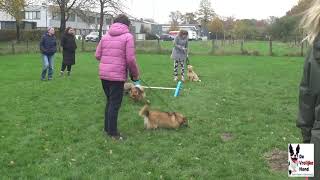 E G honden training Zaterdag 16 November 2024 [upl. by Paik]