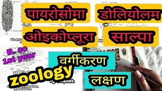 पायरोसोमाडोलियोलम ओइकोप्लूरा Oikopleura साल्पा Salpa वर्गीकरण  लक्षण ।Bsc part 1 zoology [upl. by Ardnas666]