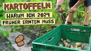 Warum du Kartoffeln 2024 früher ernten solltest wenn du diese Probleme hast  Knollenfäule im Boden [upl. by Nnayram]