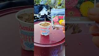 How to grow zinnia from seeds rooftopgardens youtubeshorts shortsfeed flowerseeds flowergrow [upl. by Oiraved449]