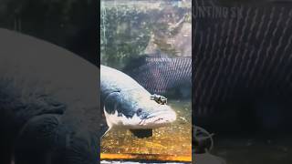 Arapaima fish attack arapaima underwater FishinghuntingSk [upl. by Nebra]