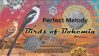 Perfect Melody  New song demo by Birds of Bohemia [upl. by Lazaro]