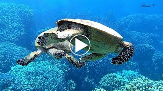 Les techniques de séduction des Tortues Imbriquées décryptées en vidéo  Eretmochelys imbricata [upl. by Nyre]