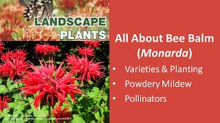 All About Bee Balm Monarda [upl. by Sylvester]