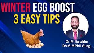 How to Increase Egg Production in Chickens  Winter Egg Production in Chicken  Poultry Eggs [upl. by Amery]