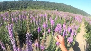 Dense Blazingstar  Liatris spicata at Ion Exchange [upl. by Chapland]