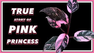 The DRAMA Filled Past of Pink Princess Philodendron  Pretty in Green Documentary [upl. by Akinimod]