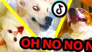 oh no oh no oh no no no TikTok meme with Pets Only  TikTok Compilation Part 2 [upl. by Fogel]