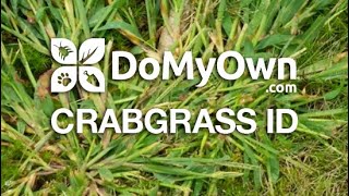 How to Identify Crabgrass  DoMyOwncom crabgrass domyownlawncare [upl. by Ahsatin288]