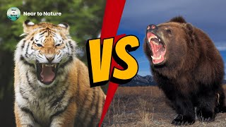 Siberian Tiger VS Kodiak Bear  Who Would Win A Fight [upl. by Theone]