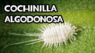 Como Combatir a la Cochinilla algodonosa  Remedios Ecológicos [upl. by Aerdnat988]