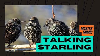 Extraordinary Starling song talking mimicking machines humans other birds [upl. by Tneciv]