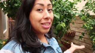 Tips on Growing Mexican Key Limes  container garden  Tree Update [upl. by Ttezil4]