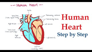 How to draw Heart  Heart Diagram  Heart Diagram with Labels  Anatomy of the Heart [upl. by Arlen]