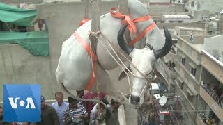 Cattle are Lifted by Crane from Rooftop in Karachi Pakistan for Eid [upl. by Valdemar]