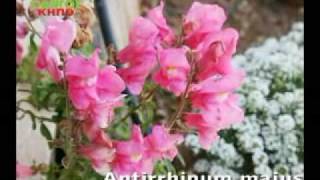 Antirrhinum majus Scrophulariaceae [upl. by Markland]