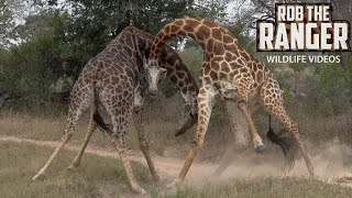 Giraffe Battle  African Safari Sighting [upl. by Lekkim]