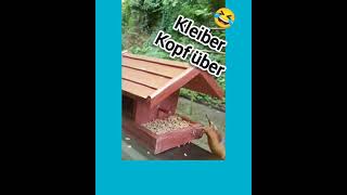 🐦 Kleiber Kopf über 😂 nuthatch [upl. by Sharline828]