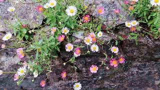 Pink white and yellow daisys flowers blowing in the wind [upl. by Asilegna472]