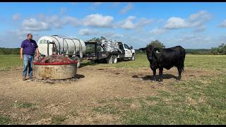 Feeding the Herd Liquid Feed Creep Feed amp Mineral Tubs Arrival [upl. by Tenaej288]