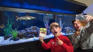 Feeding our EXOTIC pet fish [upl. by Lancelle]