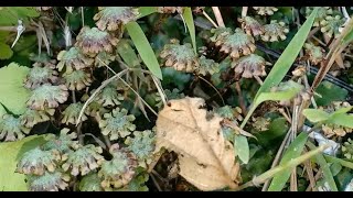 Marchantia  Male Antheridium [upl. by Aivat]