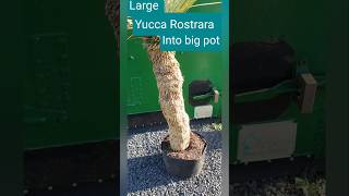 Big Yucca Rostrara potting Ireland [upl. by Ecilef]