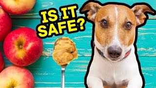 10 Human Foods That Are Safe For Dogs [upl. by Graubert]