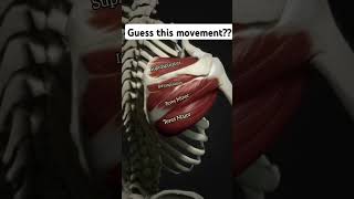 Guess this movement anatomy shoulder scapula scapularpain [upl. by Aciraa244]