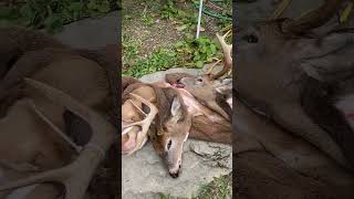 Nice heads ready to go to the taxidermist maine deer huntinglifestyle lifestyle deerhunter [upl. by Lydia]