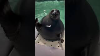 wait funny seal seapuppy cute [upl. by Annil]