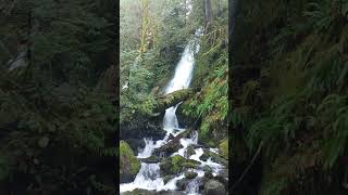 Quinault waterfall October 30 2021 [upl. by Ahsirtak]