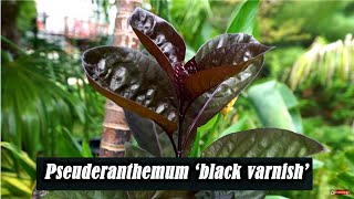 Black Varnish Plant Pseuderanthemum Black Varnish [upl. by Meirrak]