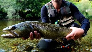 Marmorata Marble Trouts  Sight Fishing  Slovenia 2013 [upl. by Adekam]