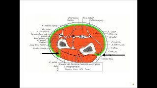 anatomie de lavant bras [upl. by Iseabal511]