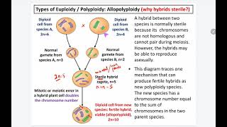 73 k Allopolyploidy [upl. by Venn]